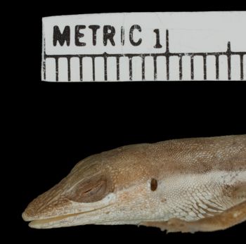 Media type: image;   Herpetology R-156203 Aspect: head lateral